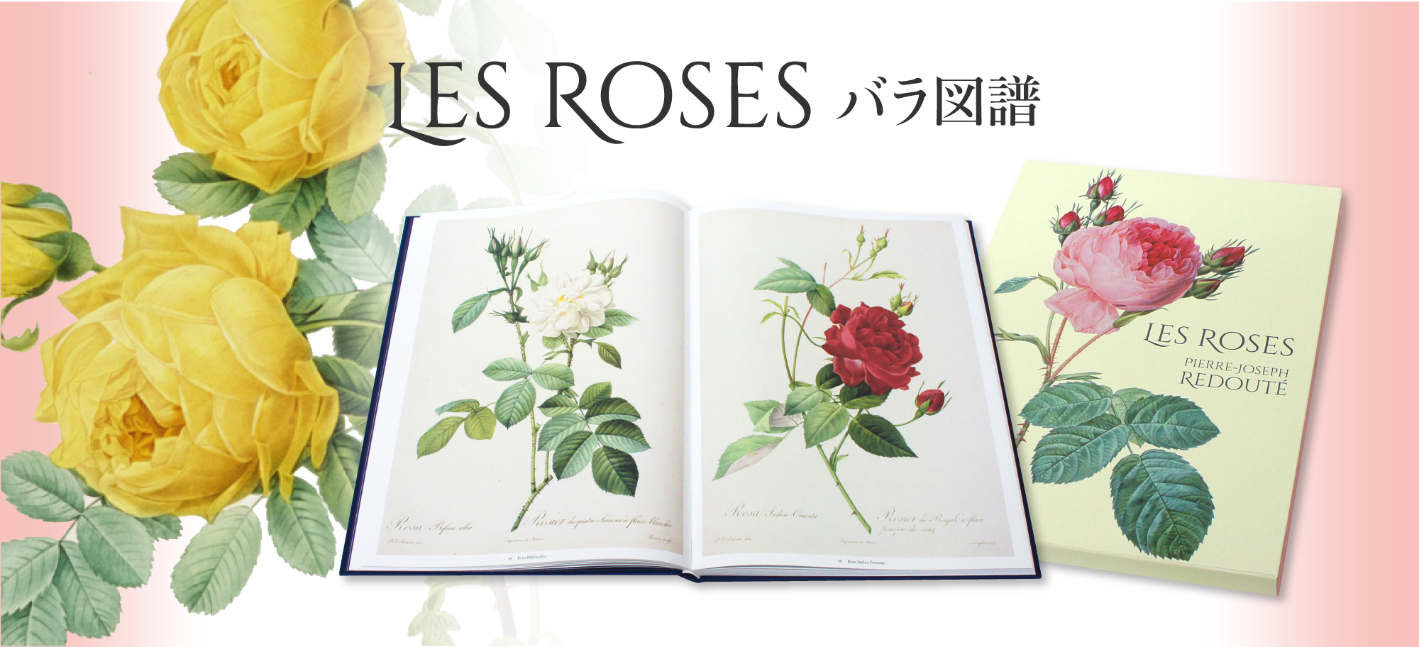 Les Roses バラ図譜 青幻舎