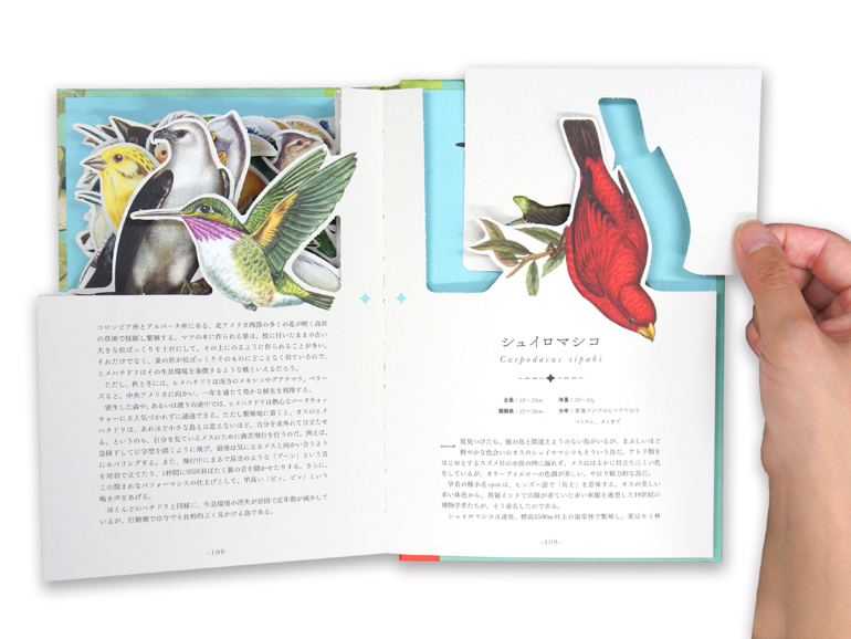 My Picture Book 世界の鳥｜青幻舎 SEIGENSHA Art Publishing, Inc.