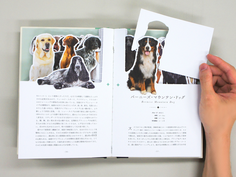 My Picture Book 世界のいぬ｜青幻舎 SEIGENSHA Art Publishing, Inc.