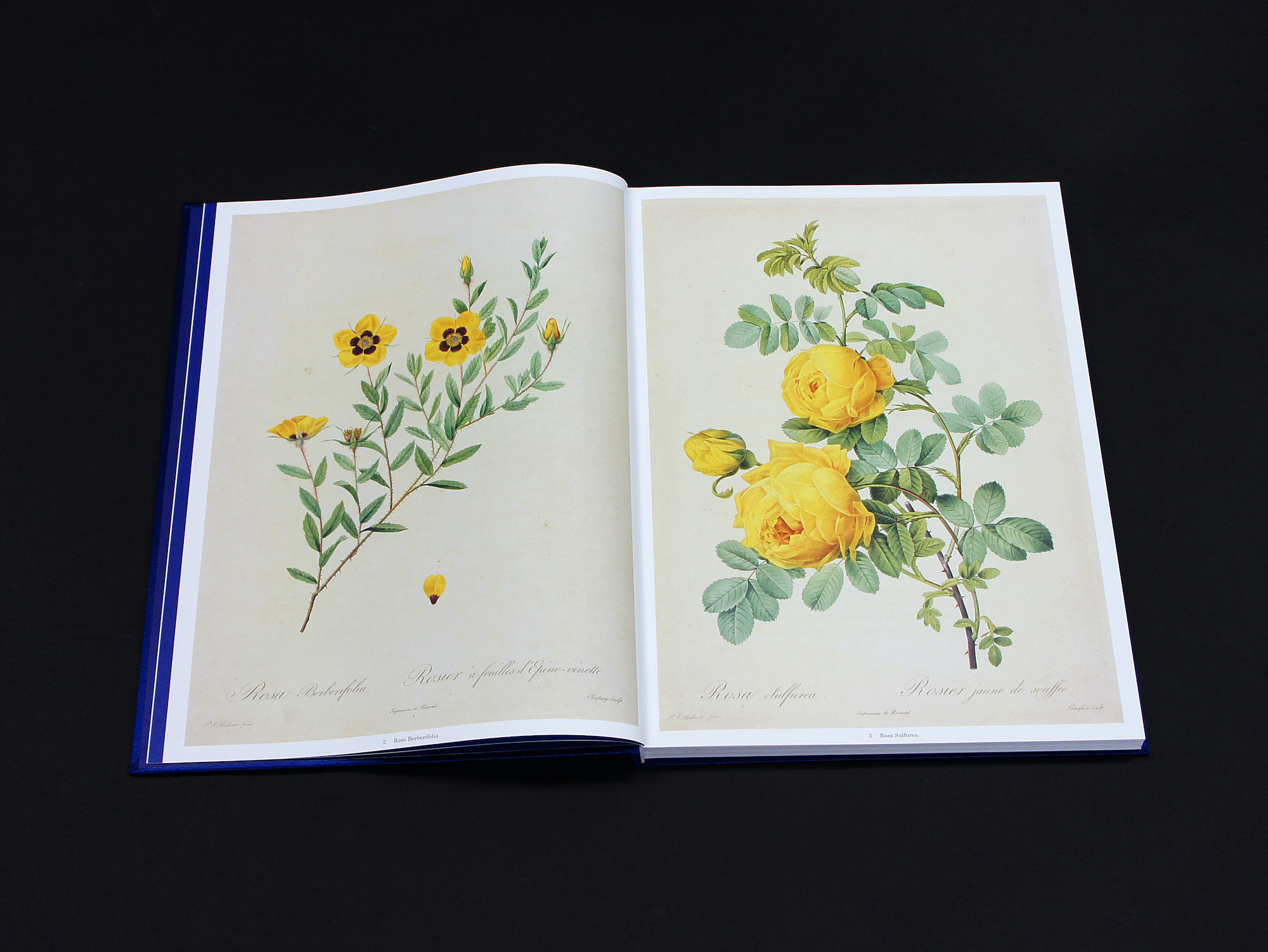 Les Roses バラ図譜｜青幻舎 SEIGENSHA Art Publishing, Inc.