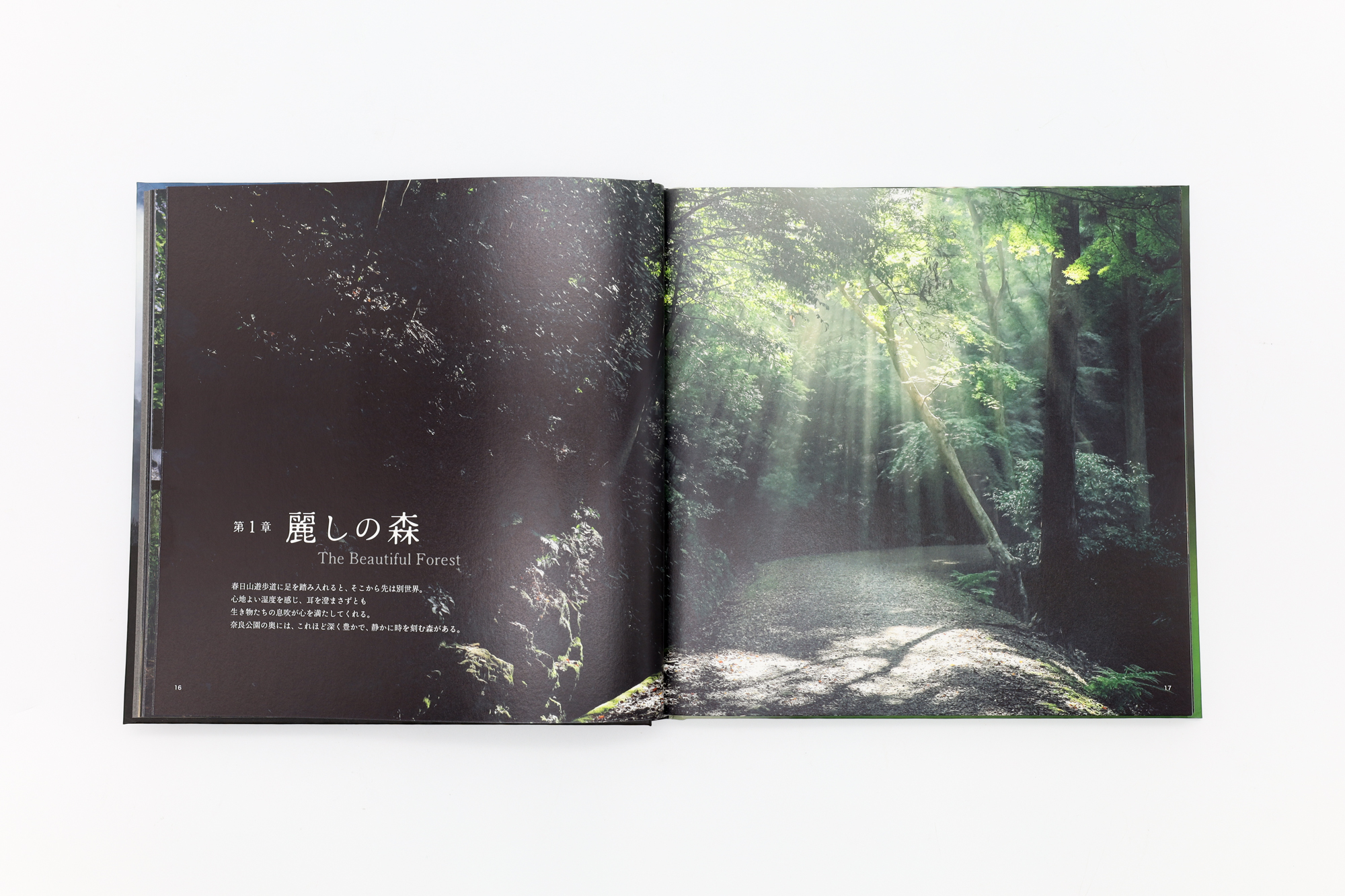 Primate Forest - 精霊たちの棲む森 A1 Primate Forest - 精霊たちの棲む森 A1 成長した森の精霊・オリに