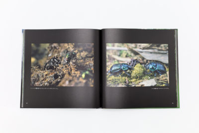 Primate Forest - 精霊たちの棲む森 A1 Primate Forest - 精霊たちの棲む森 A1 成長した森の精霊・オリに